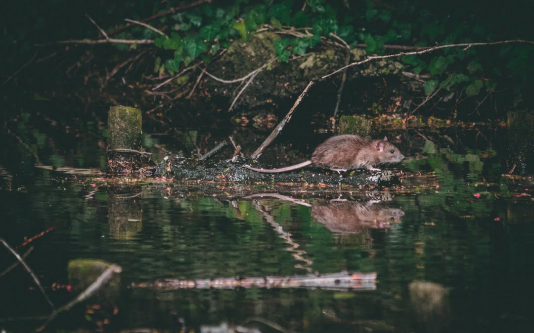 Vier tips tegen ongedierte