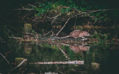 Vier tips tegen ongedierte