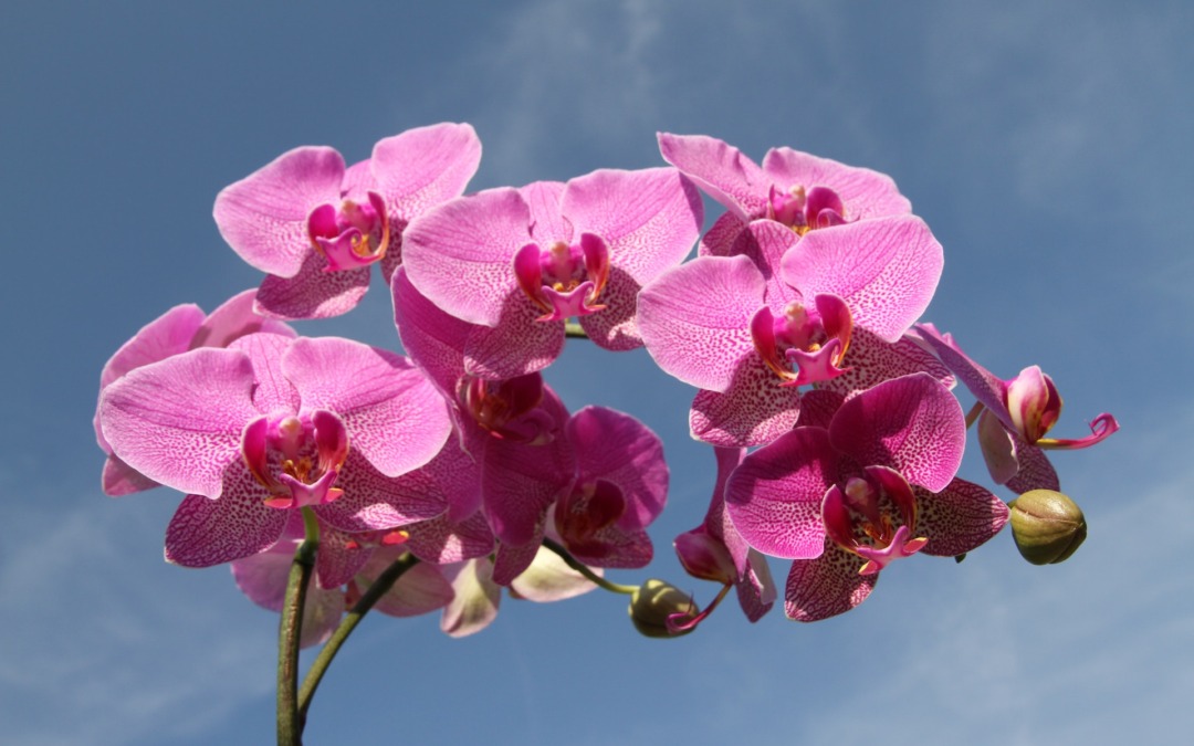 Orchidee kopen: altijd een goed idee