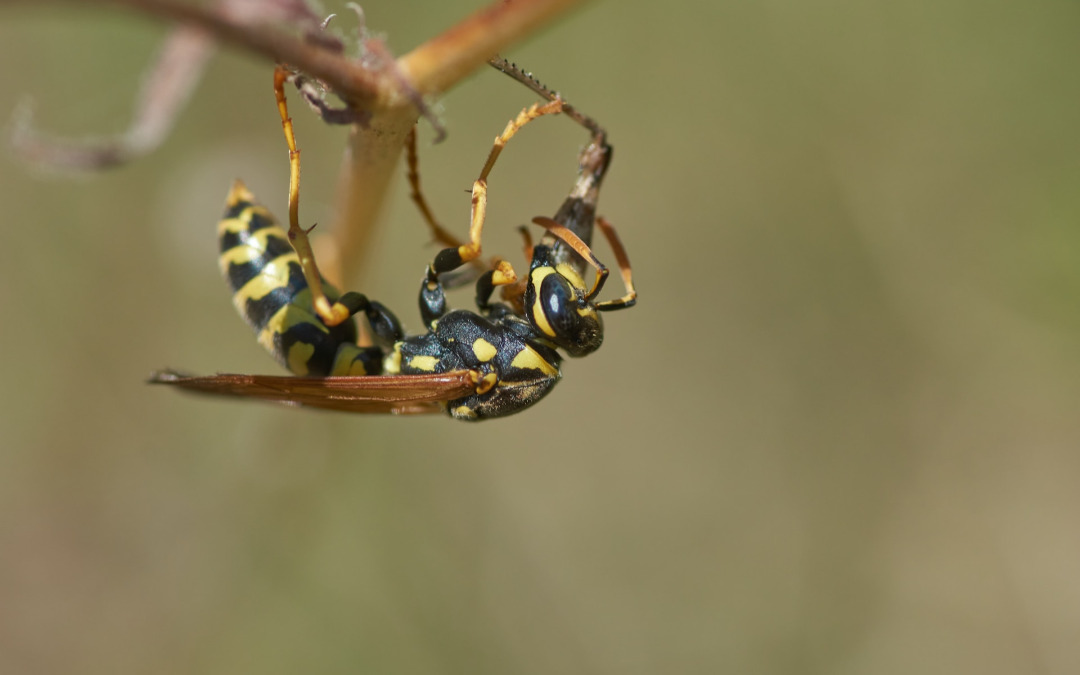 Natuurlijke manieren om wespen en wespennesten te bestrijden