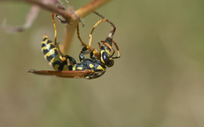 Natuurlijke manieren om wespen en wespennesten te bestrijden