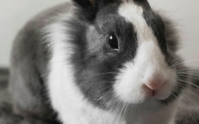 Hoe verzorg je je konijn?