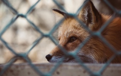 Hoe planten beschermen tegen ongewenste dieren
